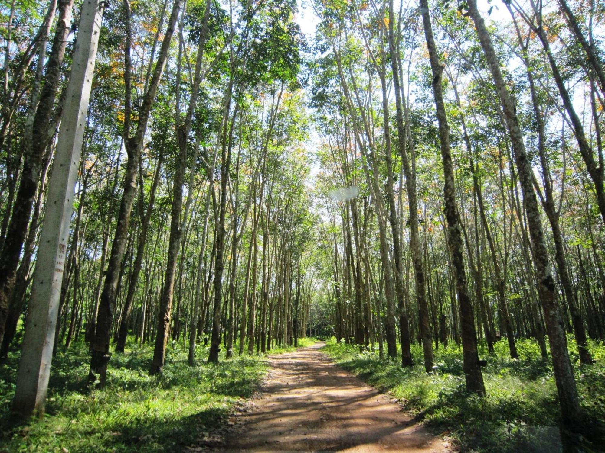 Phanom Bencha Mountain Resort Krabi Zewnętrze zdjęcie